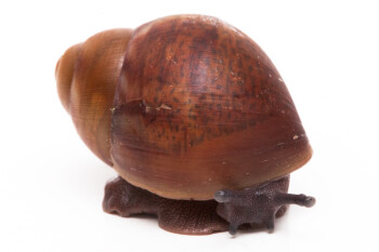 Archachatina puylaerti Togo